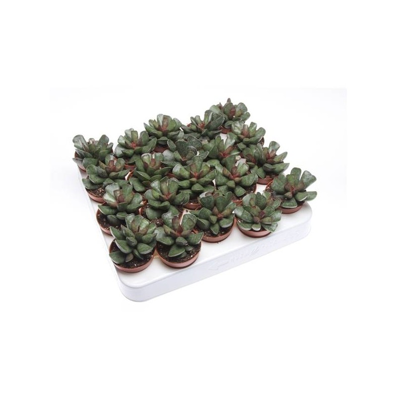 Cactus adromischus cooperi