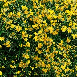 Jazmín amarillo