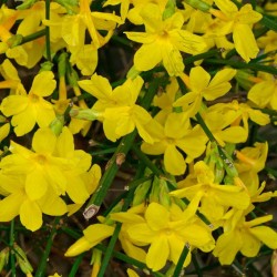 Jazmín amarillo