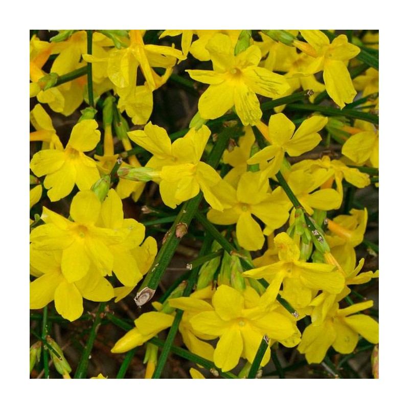 Jazmín amarillo
