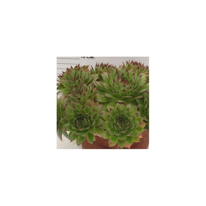 SEMPERVIVUM