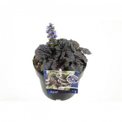AJUGA REPTANS ATROPURPUREA