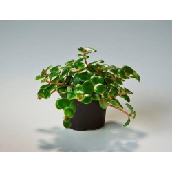 Sedum makinoi kosmosje