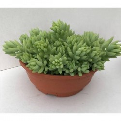 Sedum burrito