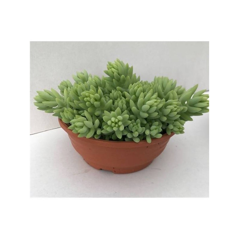 Sedum burrito