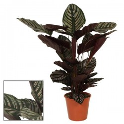 CALATHEA WARSCHEWICKY