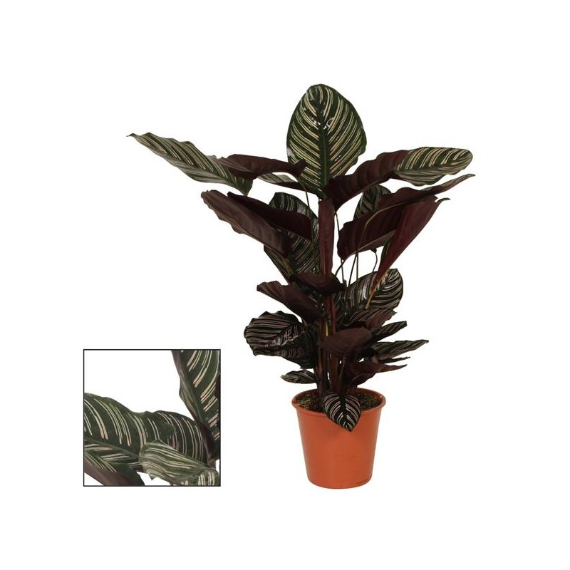 CALATHEA WARSCHEWICKY