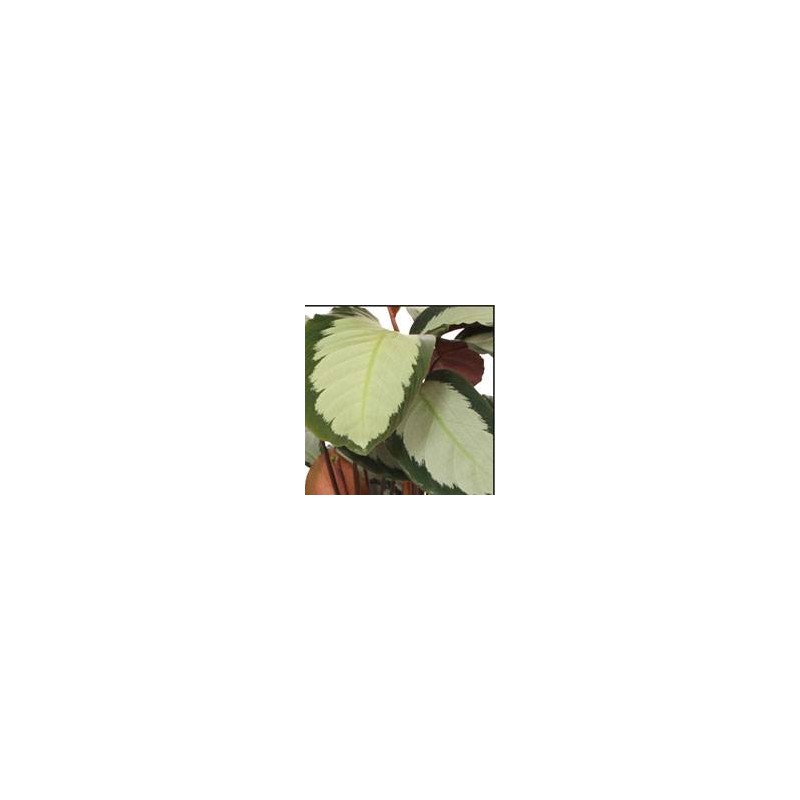 Calathea rosea Silvia
