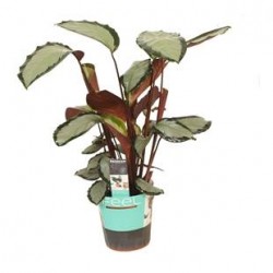 Calathea rosea Silvia