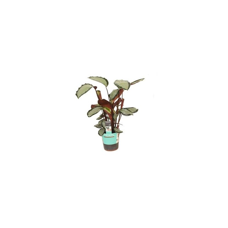 Calathea rosea Silvia