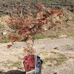 acer palmatum shin-deshojo
