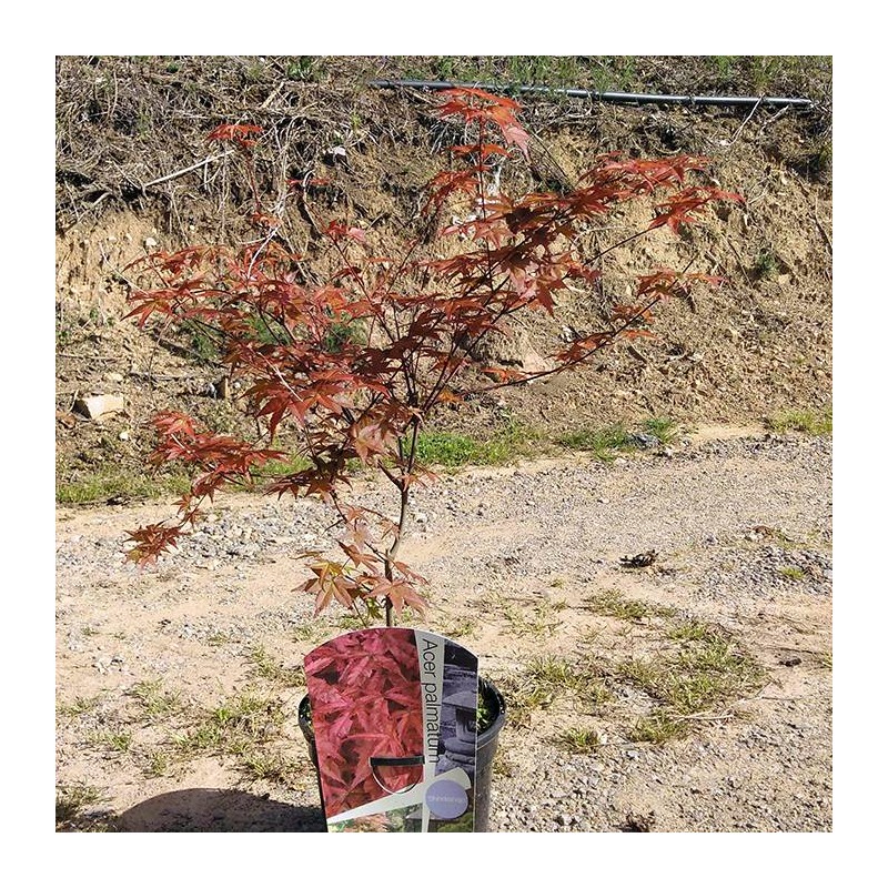 acer palmatum shin-deshojo