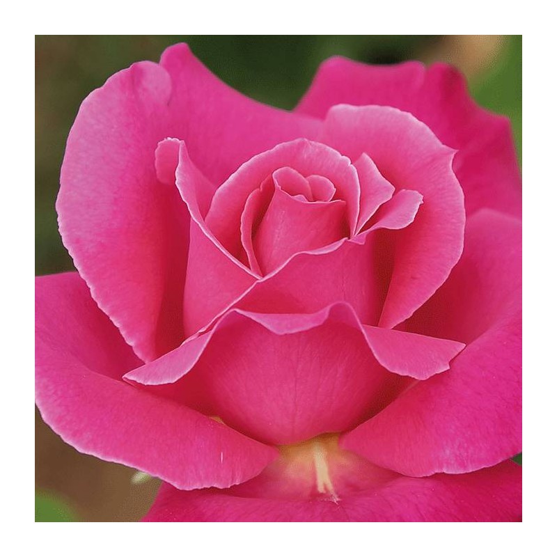 Rosal caprice de meilland