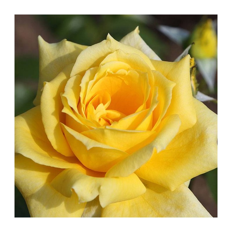 Rosal Landora