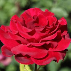 ROSAL MISTER LINCOLN
