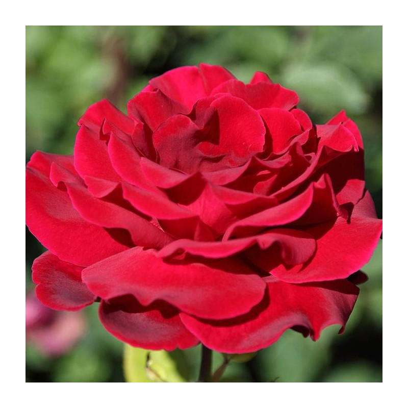 ROSAL MISTER LINCOLN