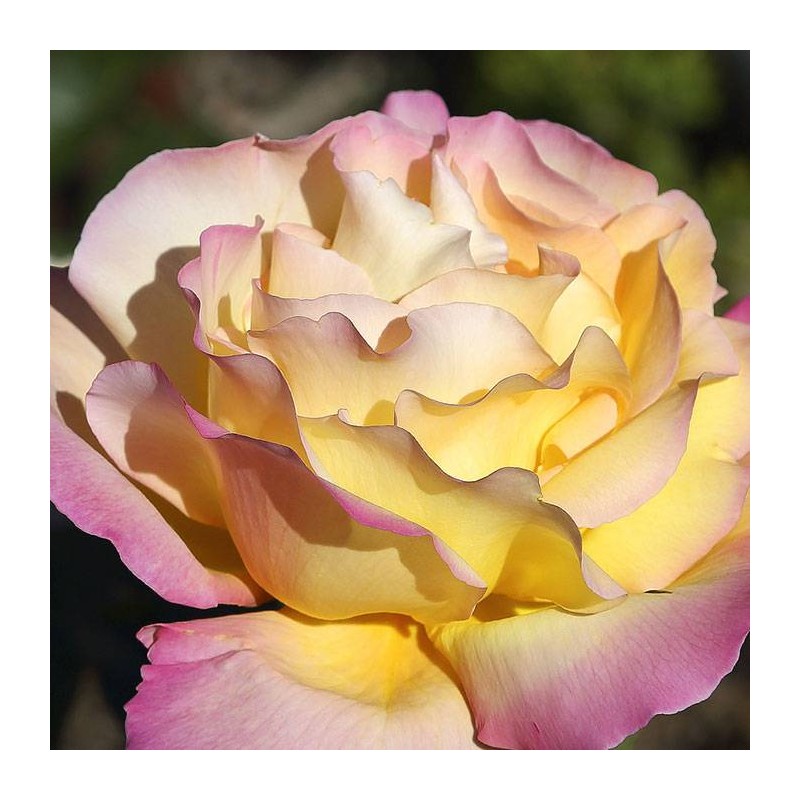 Rosal Mme.Meilland