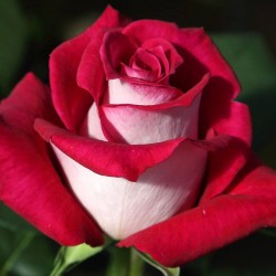 Rosal copa alta Monica Belluci