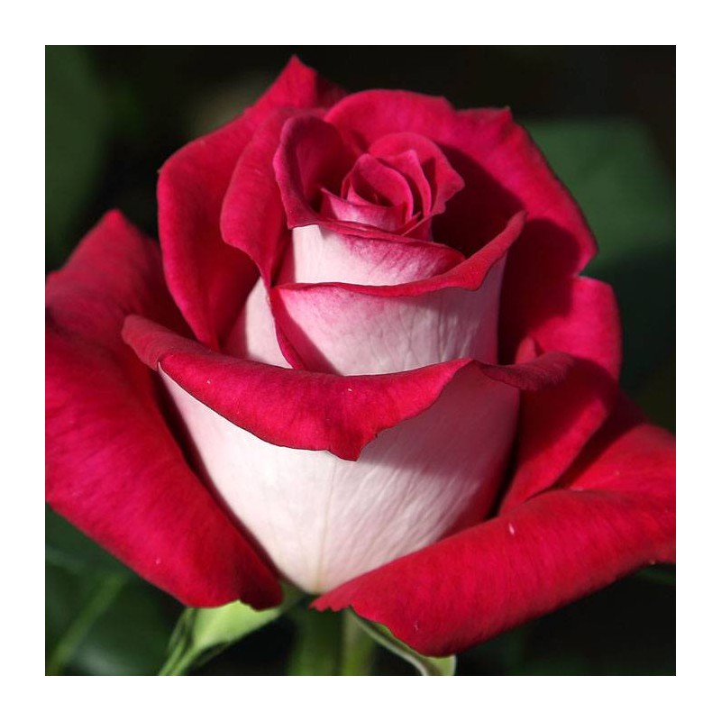 Rosal copa alta Monica Belluci