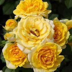Rosal Pie Bajo Gold Symphonie