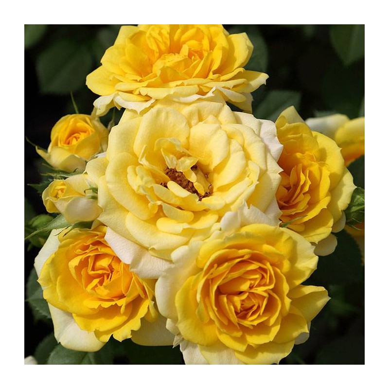 Rosal Pie Bajo Gold Symphonie