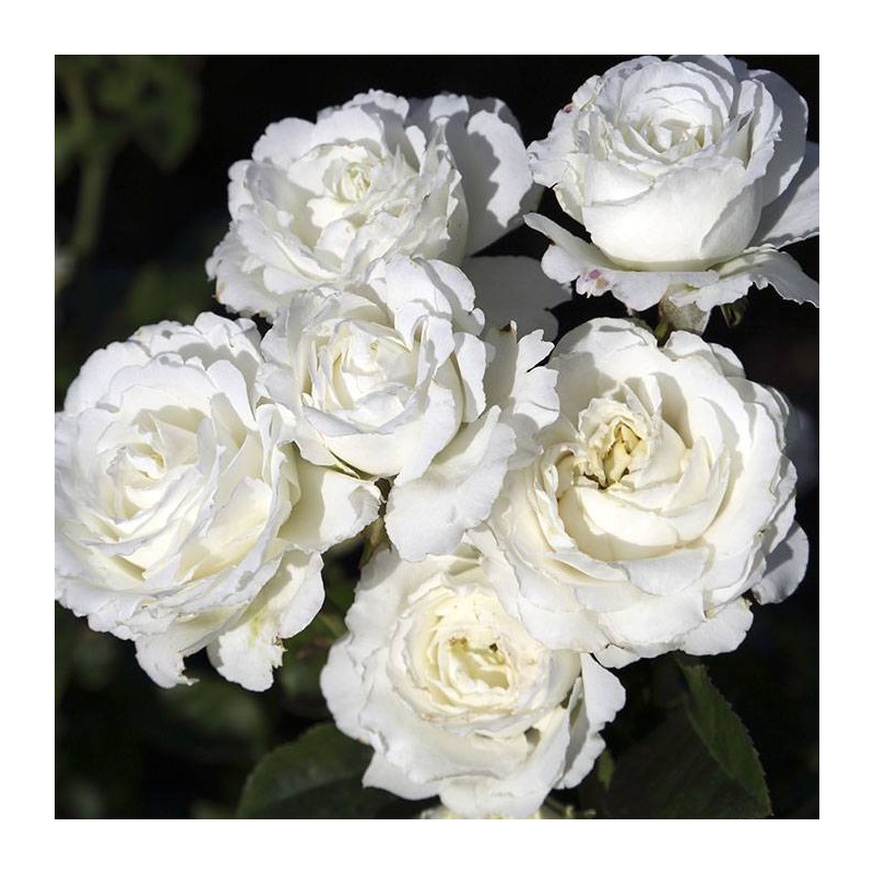 Rosal mini pie Snow Meillandina