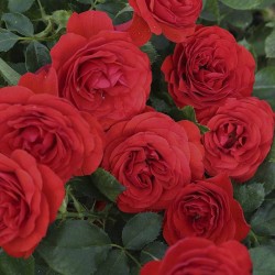 Rosal mini pie Tilt Symphonie