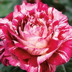 Rosal pie alto julio iglesias