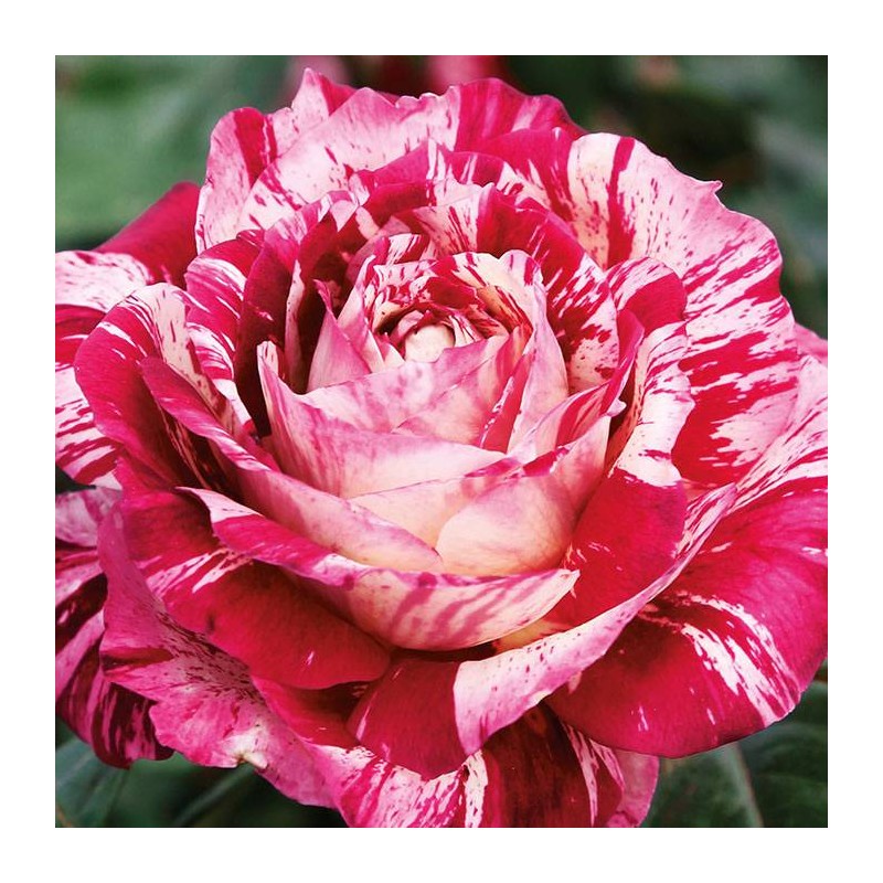 Rosal pie alto julio iglesias