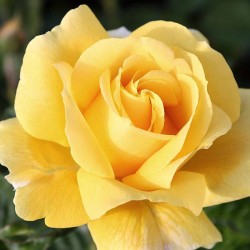 Rosal Michelangelo