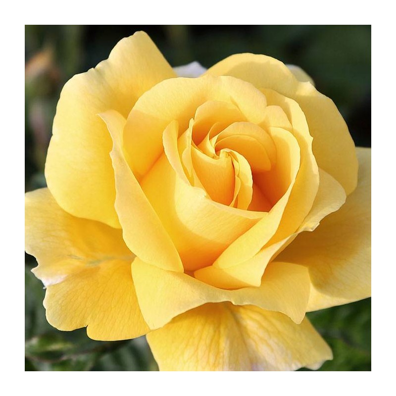Rosal Michelangelo