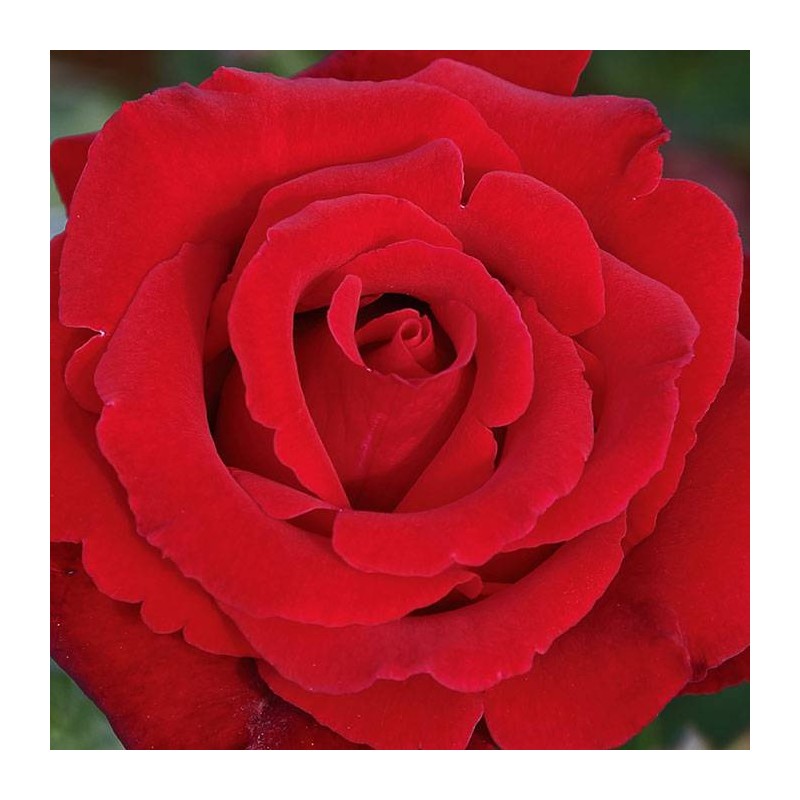 Rosal Marcel Pagnol