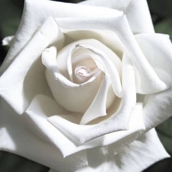 Rosal Pau Casals