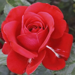 Rosal Albert Via