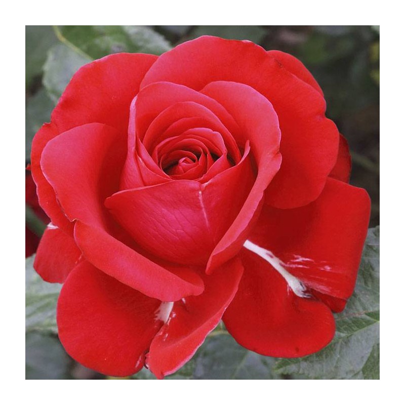 Rosal Albert Via