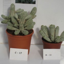 EUPHORBIA MAMMILLARIS VARIEGATA
