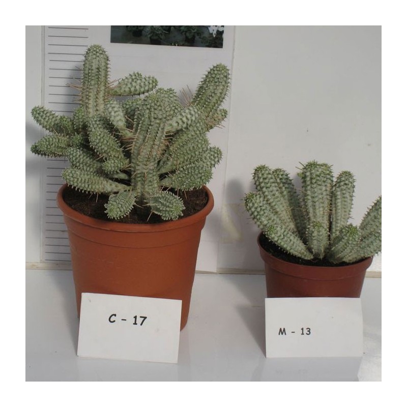 EUPHORBIA MAMMILLARIS VARIEGATA