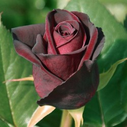 Rosal Black Baccara