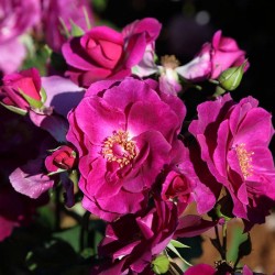 Rosal Bluebell
