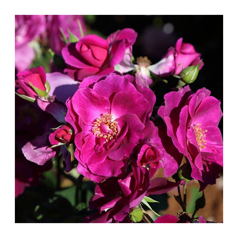 Rosal Bluebell
