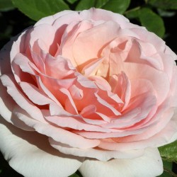 Rosal donatella