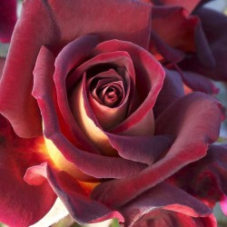 Rosal Eddy Mitchell