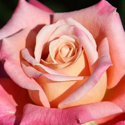 Rosal Federico García Lorca