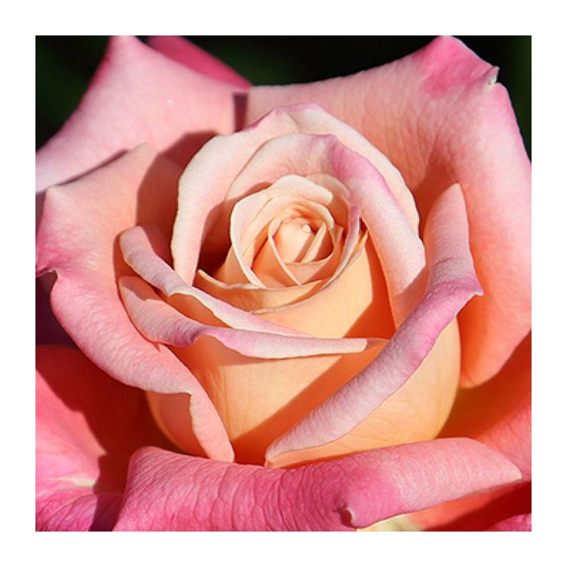 Rosal Federico García Lorca