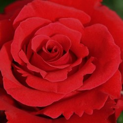 Rosal Jacques Prevert