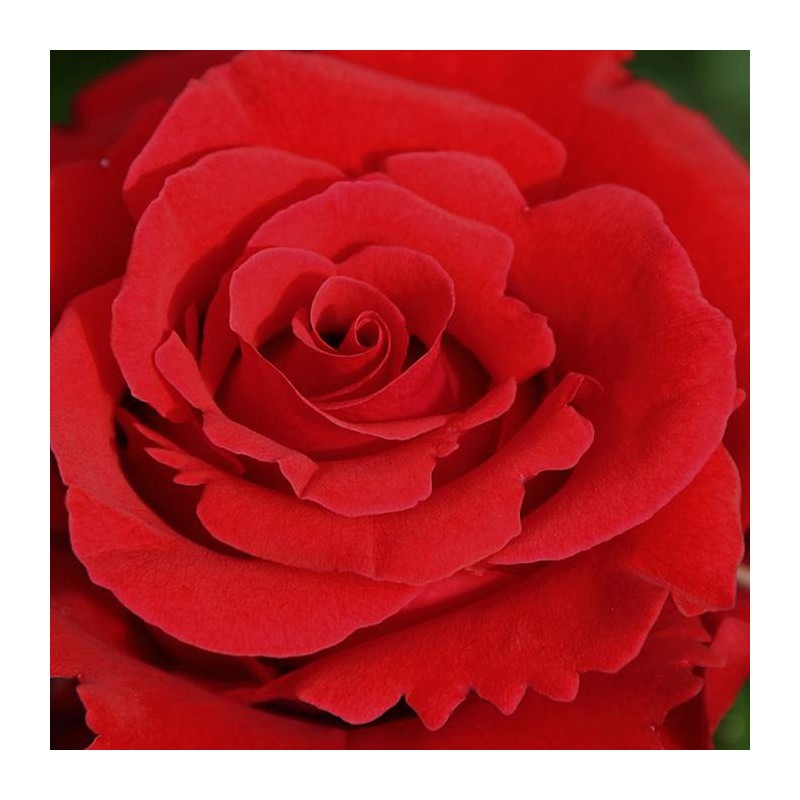 Rosal Jacques Prevert