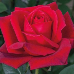 Rosal jubile papa Meilland