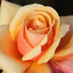 Rosal la sardana fesarda