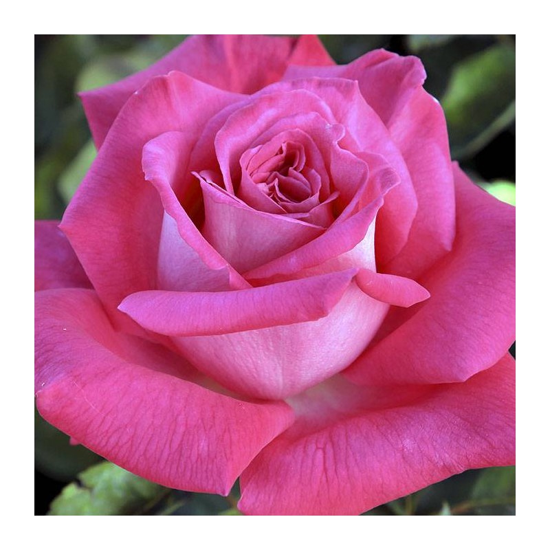Rosal Lolita Lempicka