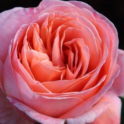 Rosal Mademoiselle